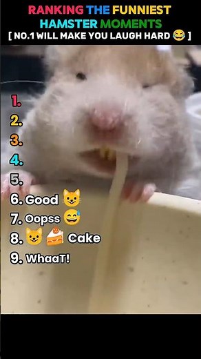 || Ranking The Funniest Hamster Moments #shorts #animalshorts pet clips rank