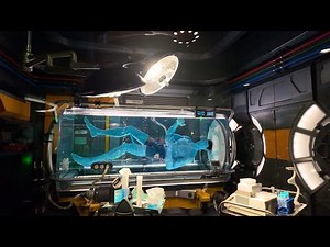 Avatar Flight of Passage 4K POV | Full Ride Experience | Disney’s Animal Kingdom