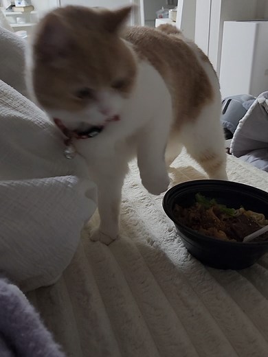 スコティッシュフォールドとサナちゃんの食事