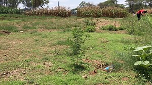 8.8K views · 422 reactions | How to transform a piece of land organically | Radical Farmer - Organic Farm7 | Facebook