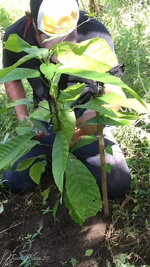 3.8K views · 52 reactions | CACAO GRAFTING : Simple and Basic Grafting Tutorial ✂️ #cacaofarming #sustainability #grafting Juan Pablo 2.0 ‍ | Juan Pablo 2.0 | Facebook