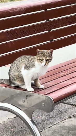 Cat Caught Sitting on a Bench