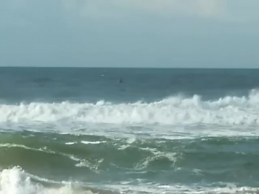 Sardine Run Fishing at Warner Beach Experience
