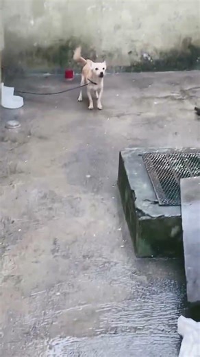 #pets #puppy #minecraft