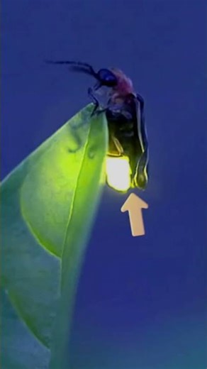 “Why do fireflies glow?”