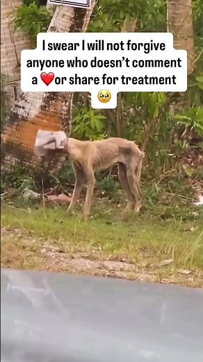 URGENT RESCUE ALERT Cute dog needs HELP ASAP! 🥺 #usa #reels #canada #uk