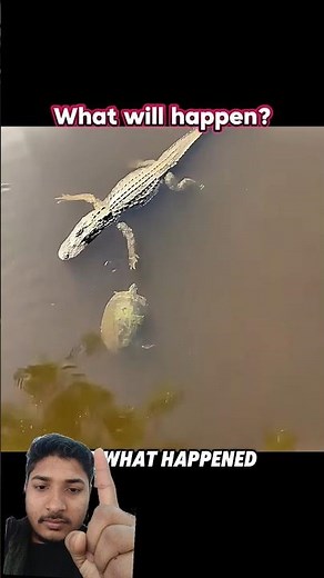 turtle sees crocodile crocodile approaching VS What will happen? THEY SHOOK HANDS