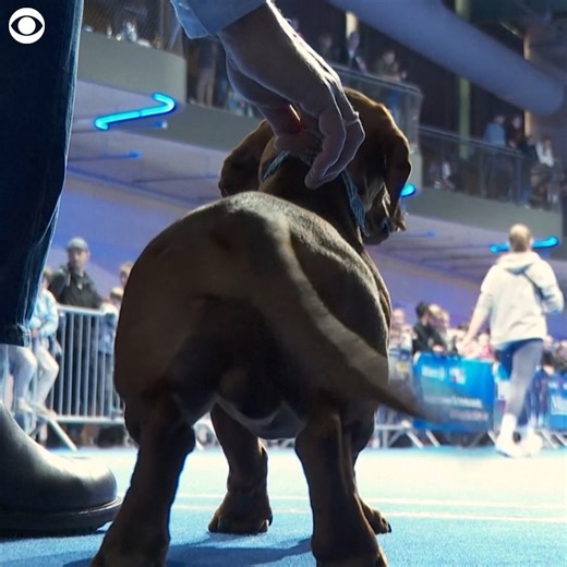 HOT DIGGITY DOGS: Over 100 sausage dogs raced against time at the third international dachshund competition in Munich, Germany on Sunday (10/12). The races included several classes ranging from lightweights under 11 pounds to races for physically disabled and older pooches. All dogs were required to sprint a course 43 yards long, with Luitpold the Doxie running it in just 4.4 seconds the previous two years. | CBS Newspath