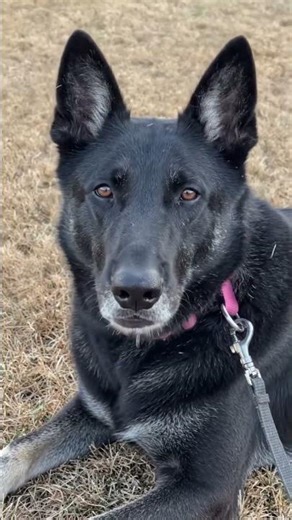 Bheem hungery #germanshepherd