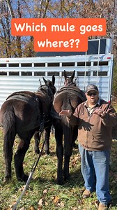 How I decide what side my mules work on..#horselogging #logging #drafthorses #horse | Zach Odom