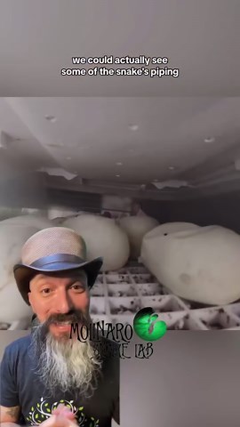 More snake hatching! Many of you asked to see the snakes pipping!