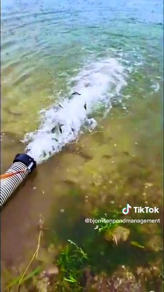 Smallmouth Bass Stocking for Ponds