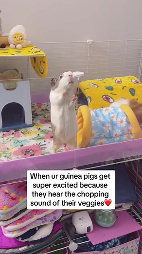 I love their wheeks whenever they hear their meal getting prepared 🥗#guineapig #cavylove #guineapigsound #guineapigwheek #cuteguineapig #funnyguineapig #guineapigcage #kaveekommunity #kaveecage #guineapigsoftiktok #smallpets