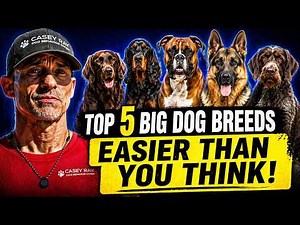 Top 5 Big Dog Breeds That Are Easier Than You Think