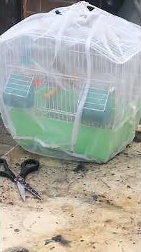 Goldfinch x Siskin hybrid switty