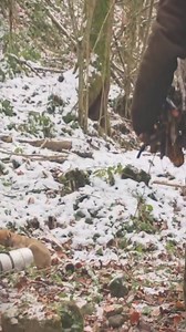 A Well Spent Day Under the Snowy Weather. Making Shelter and Finding Food. #bushcraft #shelter #survival | Alaska Prepper