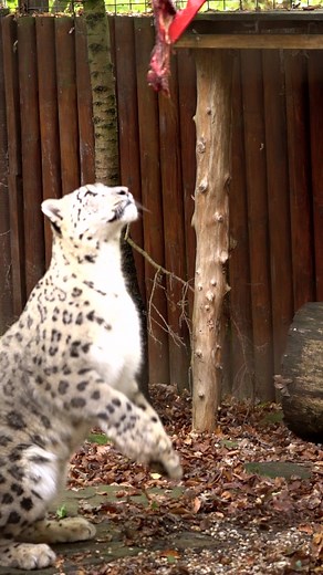 119K views · 4.4K reactions | Snow Leopard in Paradise! 李 #snowleopard #reels #bigcat #wildlife #paradisewildlifepark | Hertfordshire Zoo | Facebook