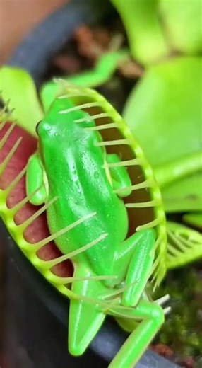 Venus Flytrap vs. Everything: The Ultimate Predator!#natureismetal #venusflytrap #wildlife