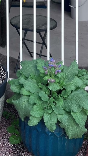 Borage to the rescue! #growagarden #teatime #medicinalplants #gardenplants #gardening #health #bees