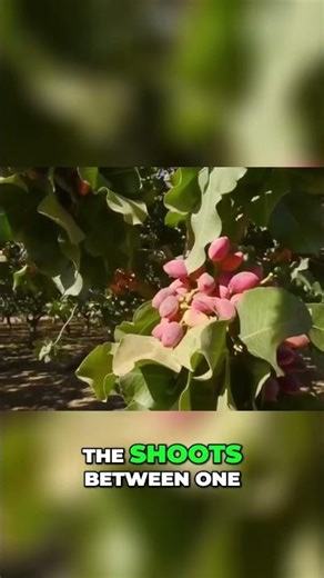 Pistachio Tree Care Maximizing Growth & Harvest