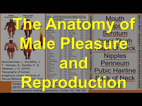 The Anatomy of Male Pleasure and Reproduction
