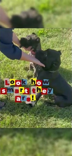 Pups Learned THIS in less than a minute!