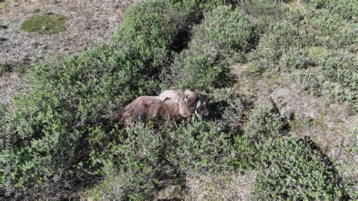Majestic wild muskox - ovibos moschatus - eating green vegetation in its natural habitat. High angle view of a solitary large mammal grazing peacefully among the shrubs of the arctic tundra in alaska