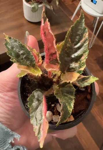 Treated myself to one of my wishlist plants for Christmas. She’s finally here! She lost a few leaves in transit, but I have faith that she will grow FAST! 💕#begonia #begoniaginnygalaxy #rareplants #plantcollection #plantsoftiktok