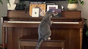 Owner catches her cat playing the piano, with surprising virtuosity…