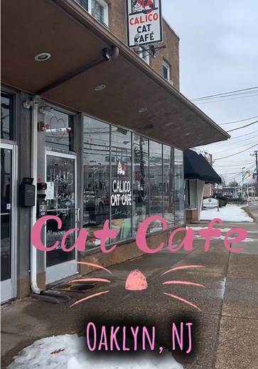 Discover the Cozy Cat Cafe Experience in South Jersey