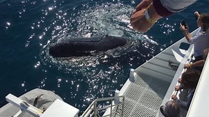 Book a Whale Watching day tour from Brisbane. Whale 100% Sightings Guaranteed! Tours Operating Daily NOW! 61 (7) 3880 0477 http://www.brisbanewhalewatching.com.au/book/ | Brisbane Whale Watching