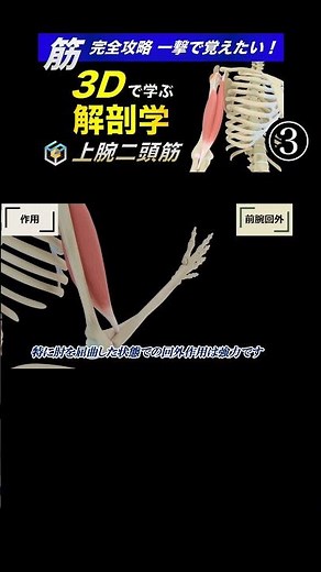 Action of the biceps brachii (elbow flexion and forearm supination) [Comprehensive guide to the b...