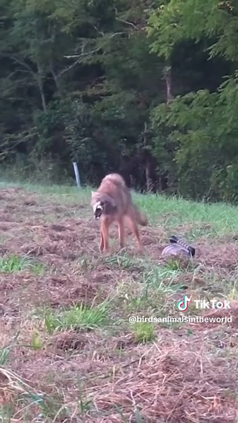 Exploring the Fascinating World of Jackals