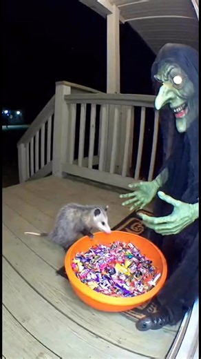 When the possum sees the witch 😱💀— he literally fainted! #Halloween2025 #FunnyAnimals #SpookySeason #HalloweenPrank #CaughtOnCamera #Possum #FunnyVideo #HalloweenNight #ScaryWitch #CCTVFootage #JumpScare #AnimalReactions #TrickOrTreat #HauntedPorch #ViralReel #RealisticAI #HalloweenHumor #SpookyVibes | Lala Sana