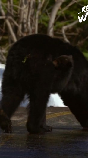 These bear cubs are starting to explore the world of plants, even though they won't be weaned for months. They carefully watch their mother, learning which ones are safe and tasty. For now, the whole park feels like home. #BearCubs #Wildlife #Nature #AnimalBehavior #Motherhood | Real Wild