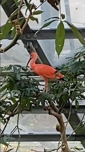 [鳥類 Bird] (ショウジョウトキ Scarlet Ibis) #birds #animals #nature #zoo #ibis
