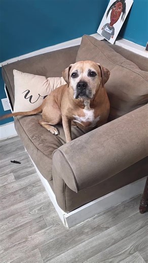 🛁 Meet Ozzy, the big-hearted boxer mix who thinks he's a lap dog... until bath time! 🐾 Watch this gentle giant transform from muddy to magnificent. #BathTimeAdventures #FuzzyAndClean #STL #DogGroomer #CatGroomer