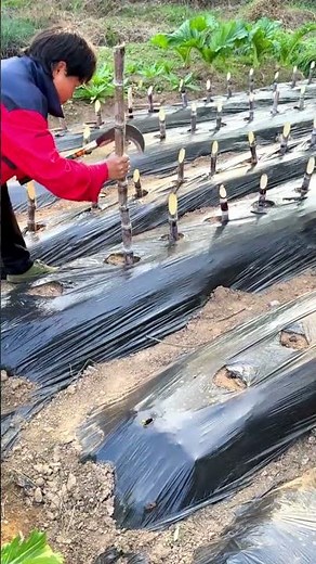 サトウキビの植え方革命！