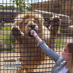 🦁 Book an amazing animal experience at Paradise Wildlife Park today! From feeding our Lions to meeting our Meerkats, there's something for everyone 🐾 https://www.pwpark.com/experiences/animal-experiences/ | Hertfordshire Zoo
