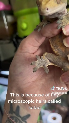 Interesting Facts About Crested Geckos You Need to Know