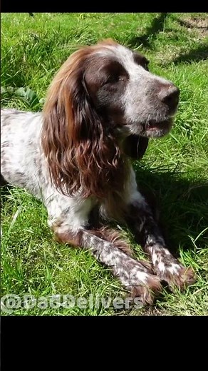 Squeaky dog toy sounds FOR YOUR DOG