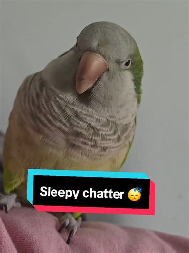 Sleepy Parrot Chattering: A Cute Moment