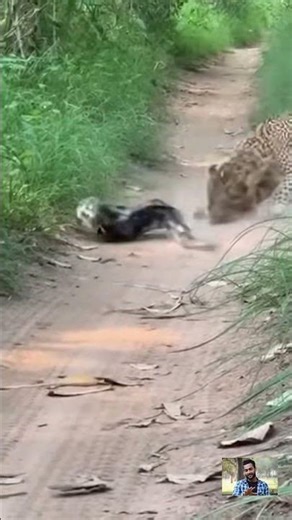 Leopard vs. Python: Real Fight for Survival! 🐆🐍 #Shorts