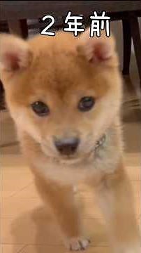 Grown-up Shiba Inu [Then and Now] Shiba Inu Lovers Mameshiba AO & Shiba Inu Committee #shortsyout...