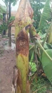 The First Rain of the Dry Season Turns into a Heavy Storm with Strong Winds. #firstRain #reels