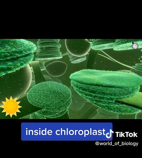 Understanding Stomata and Photosynthesis in Plants