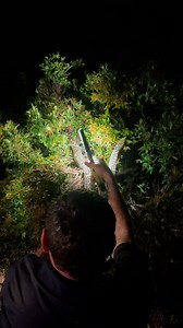 Catching Python in the Rain! This week we have seen a change in weather! The wet weather has definitely got the wildlife on the move, finding somewhere dry to shelter! Last night Giffo headed out to relocate this beautiful python, with a heavy rain storm giffo had to be quick too not miss him! We Are Always Available! Rain, Hail or Shine! 0408 545 440 - Save Our Number! | Sunshine Coast Snake Catchers 24/7