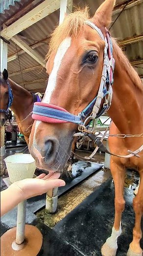 Tonton piyoon! [Oyama Equestrian Center] Ikkyu (Hidenomotonari: Ishino Sunday offspring) #horse #...