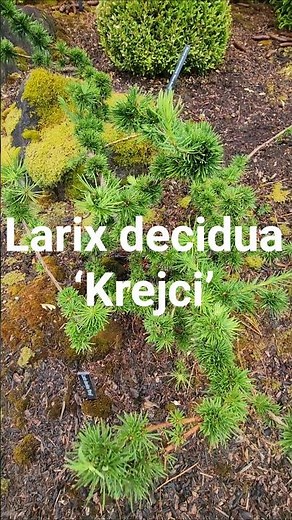 Larix decidua ‘Krejci’ #gardening #conifer #dwarfconifers #landscaping #landscapearchitecture