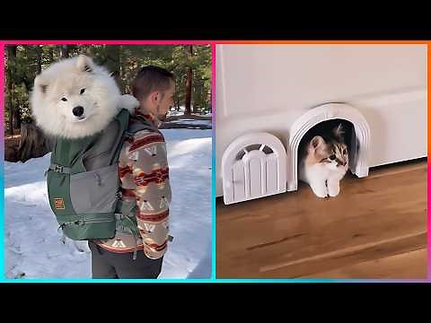 Creative Pet-Inspired Ideas That Are At Another Level ▶ 3